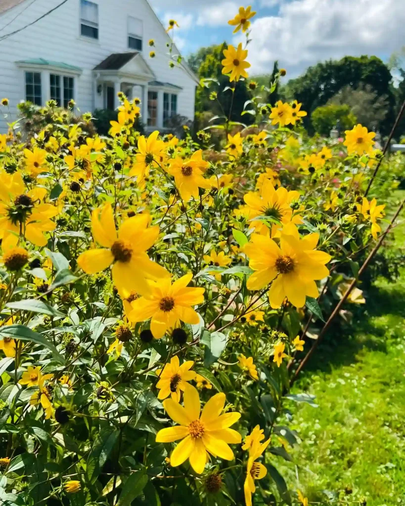 Helianthus Divaricatus