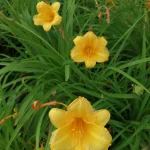 Hemerocallis Stella De Oro