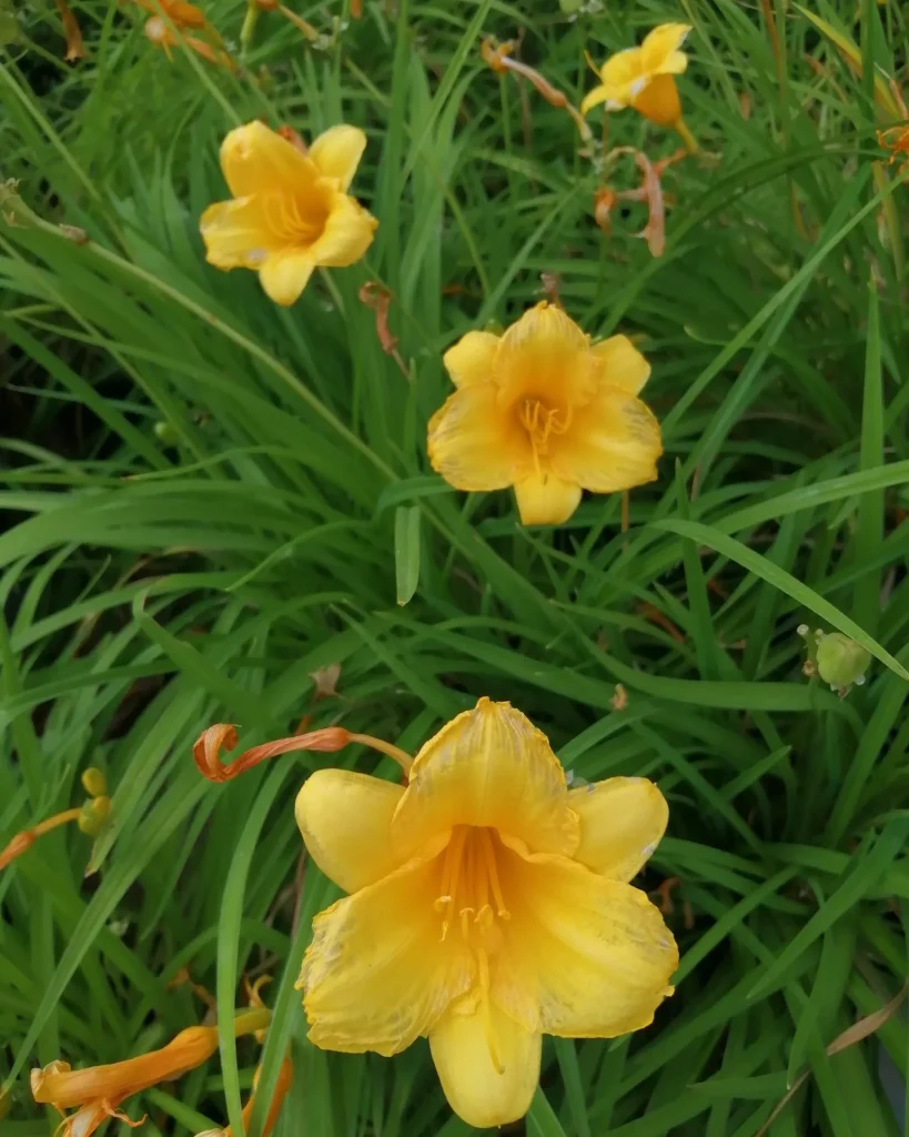 Hemerocallis Stella De Oro