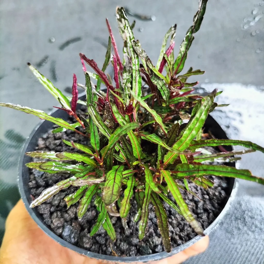 Hemigraphis Repanda