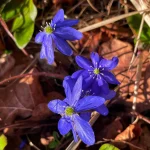 Hepatica Nobilis