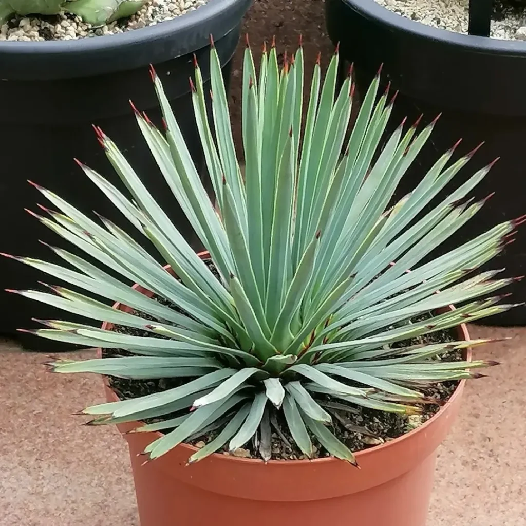 Hesperoyucca Whipplei