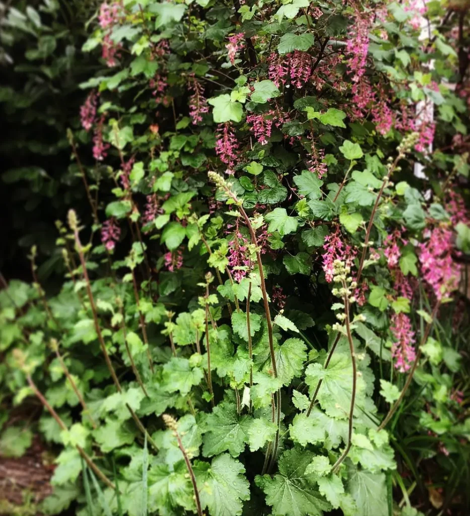 Heuchera Maxima