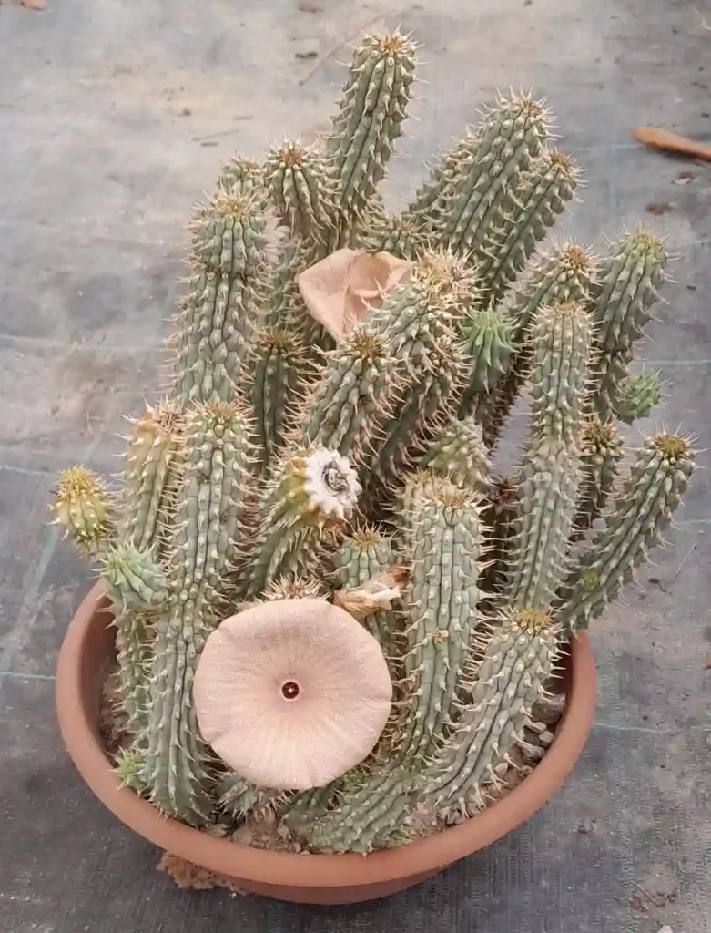 Hoodia Gordonii