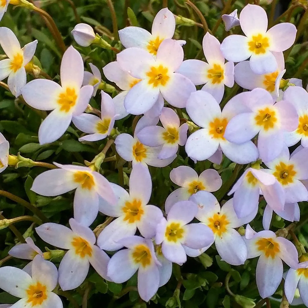 Houstonia Caerulea