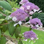 Hydrangea Aspera