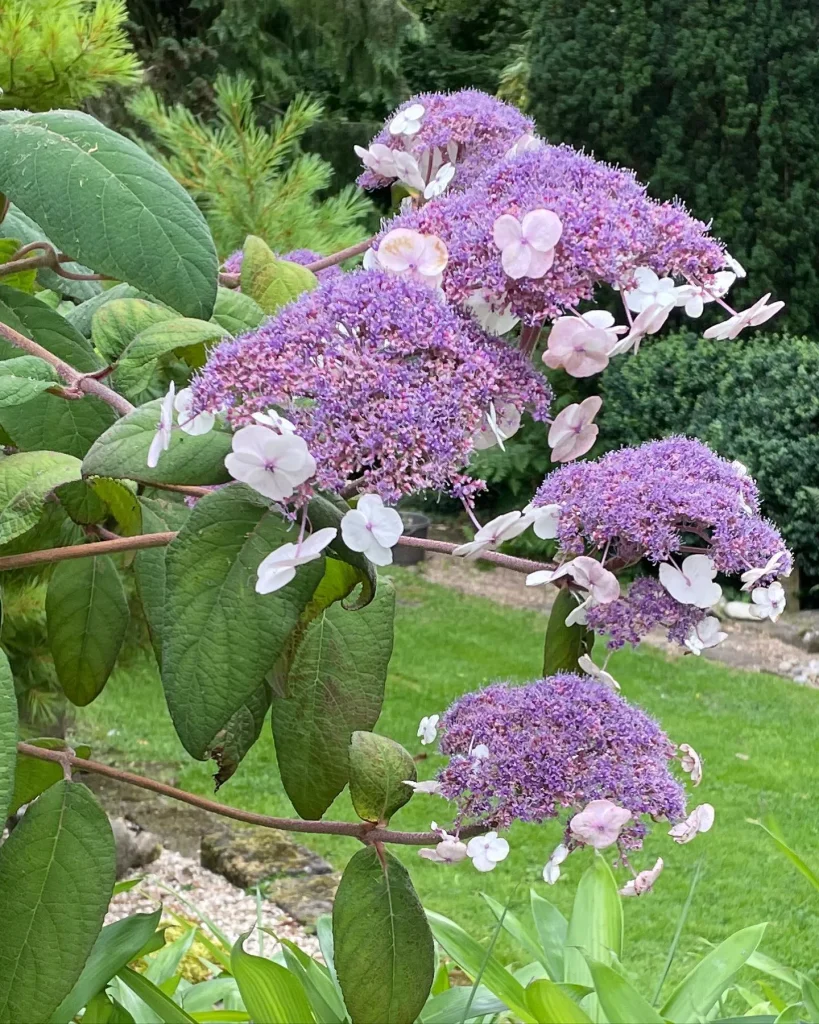 Hydrangea Aspera