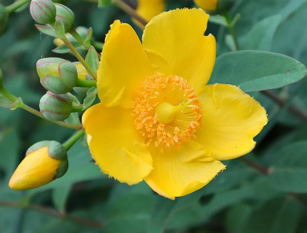 Hypericum Hidcote