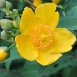 Hypericum Hidcote