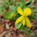 Hypericum Hypericoides