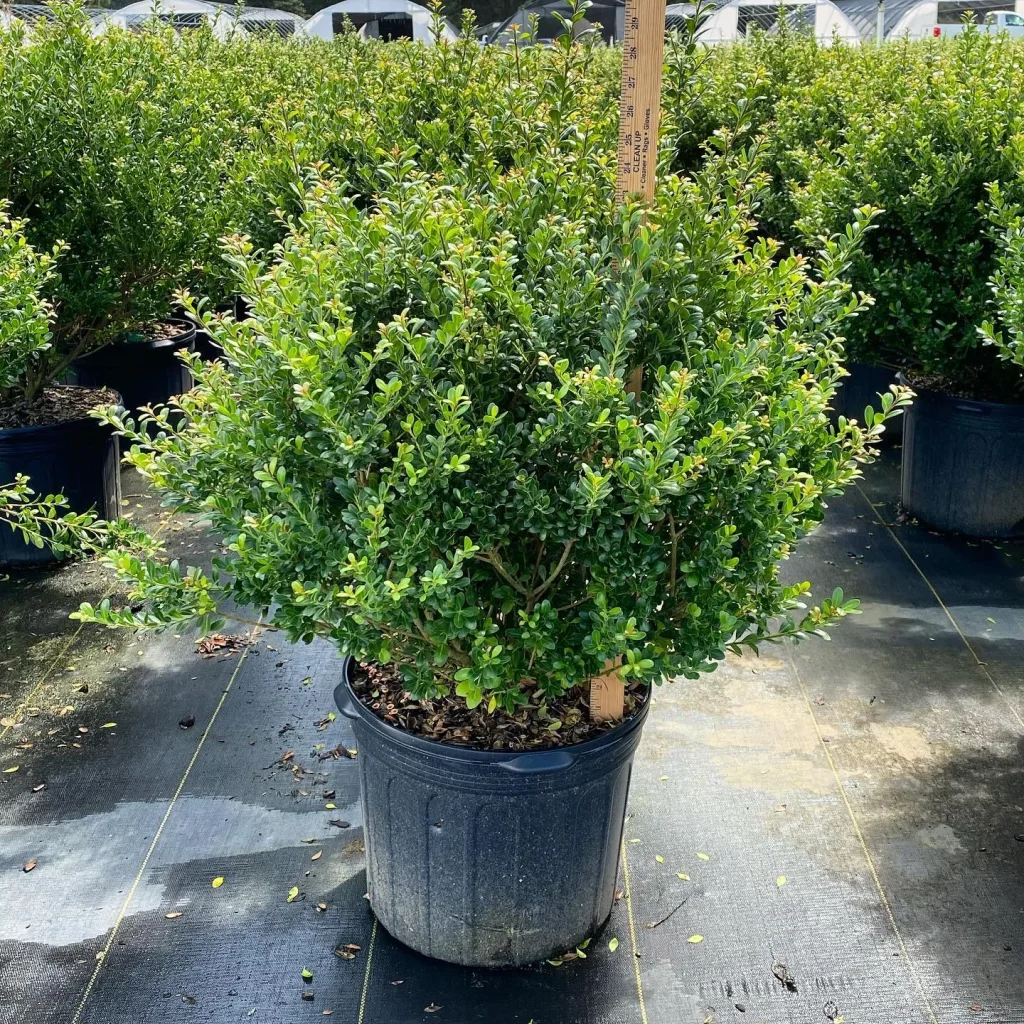 Ilex Crenata Compacta