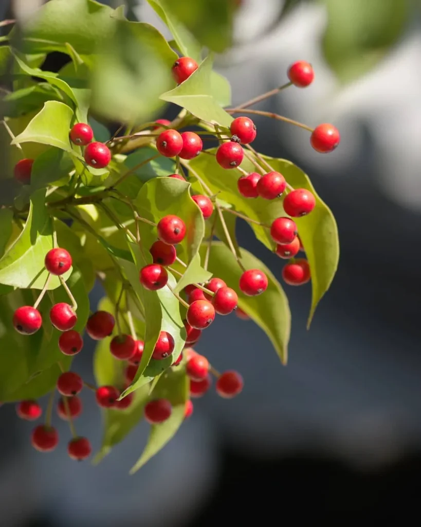 Ilex Pedunculosa