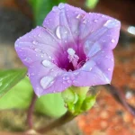 Ipomoea Triloba