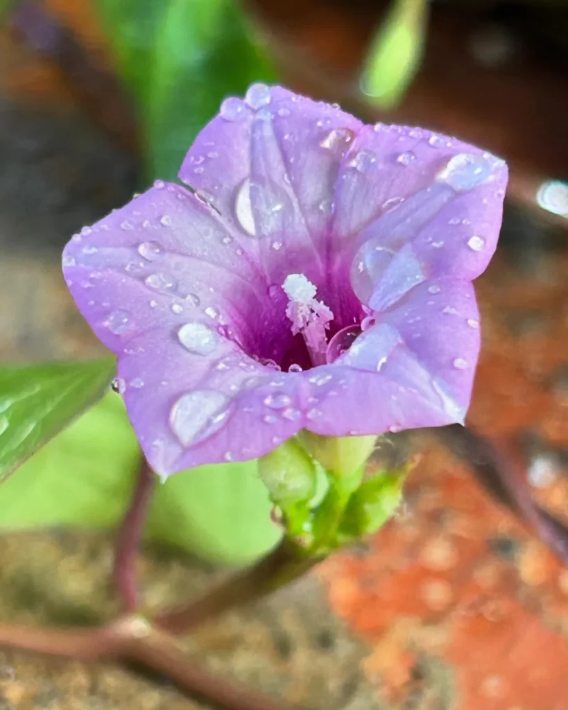 Ipomoea Triloba