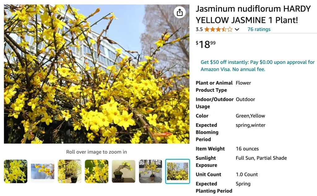 Jasminum Nudiflorum | Monsteraholic