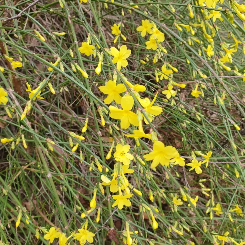 Jasminum Nudiflorum