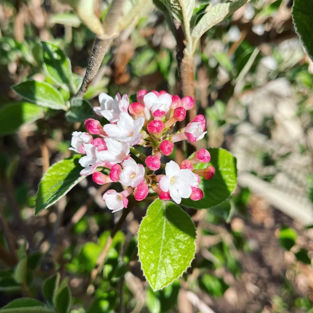 Judd Viburnum