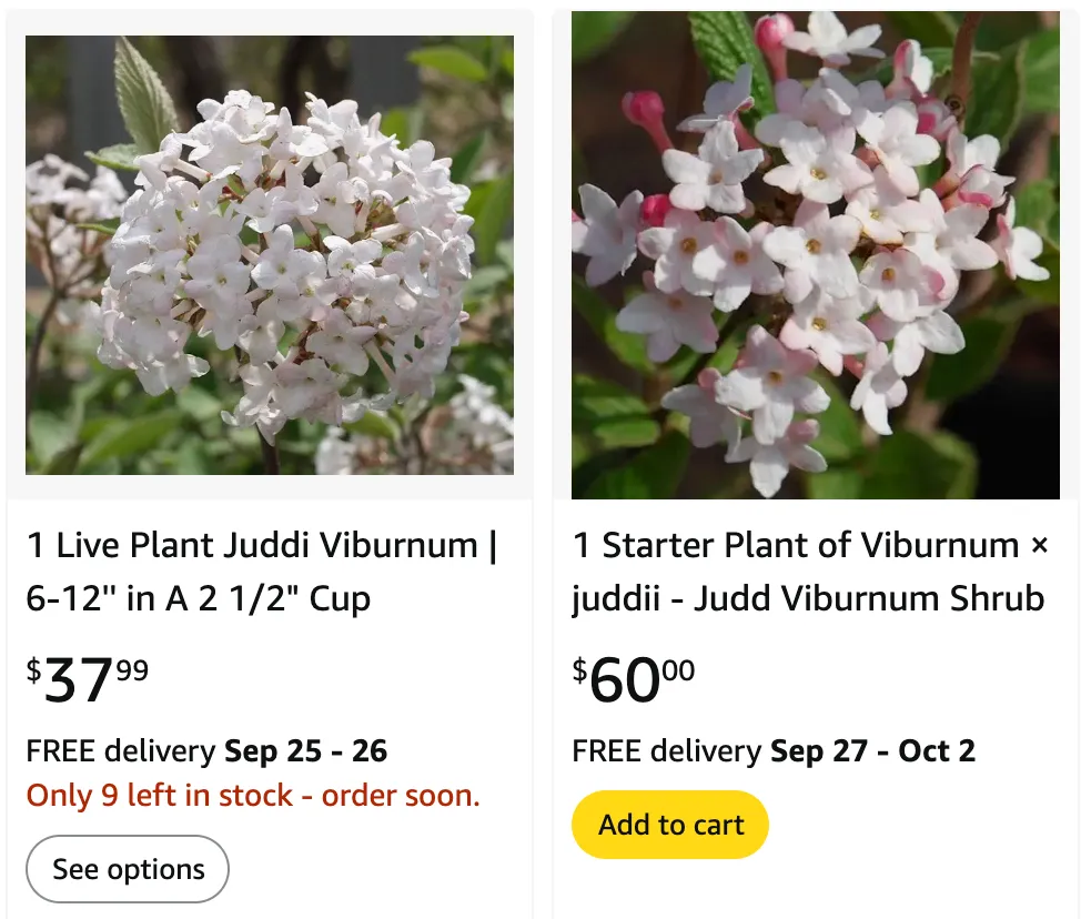 Judd Viburnum | Monsteraholic