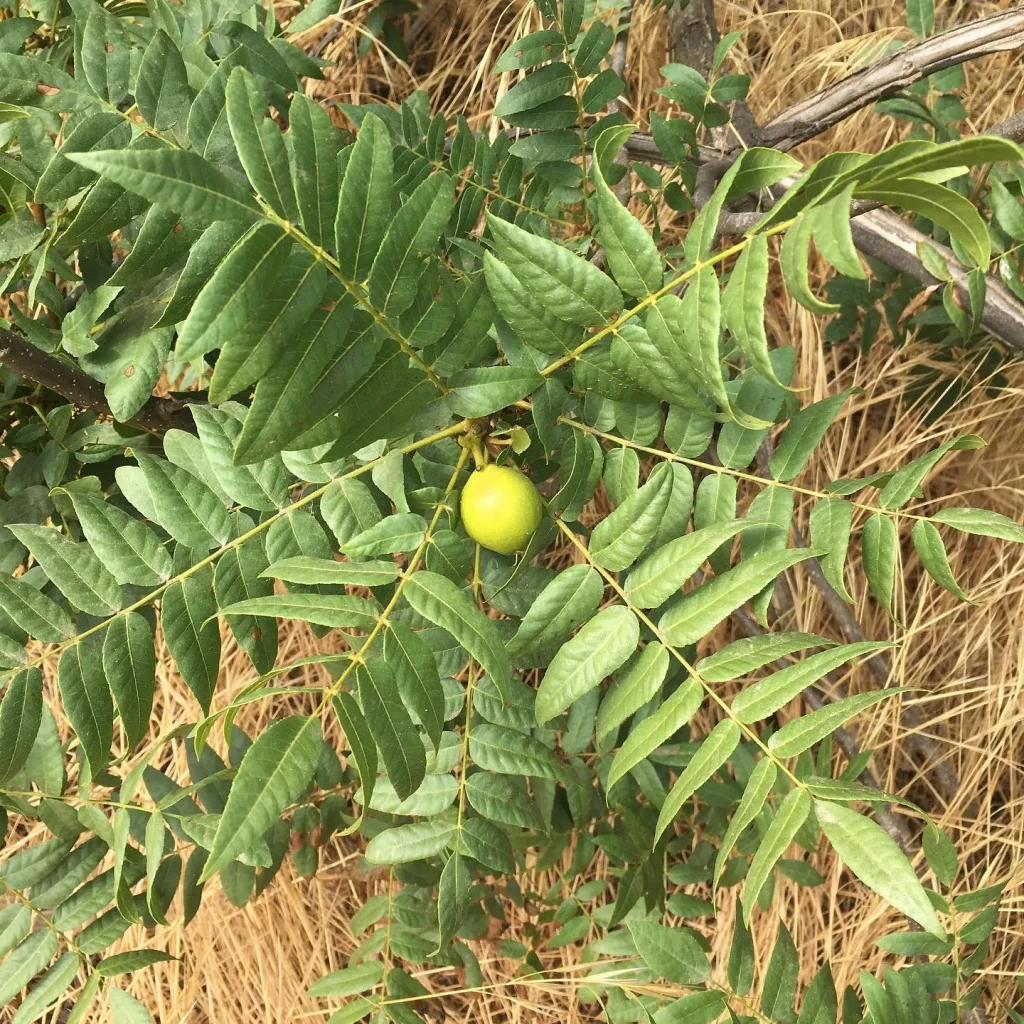 Juglans Californica