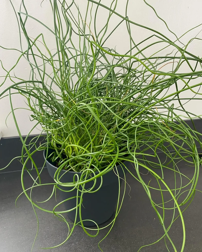 Juncus Spiralis