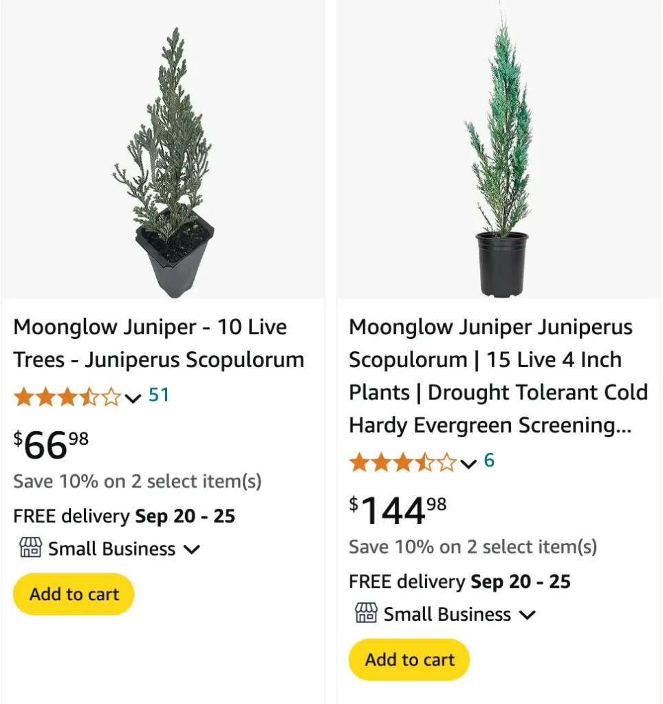 Juniperus Moonglow | Monsteraholic