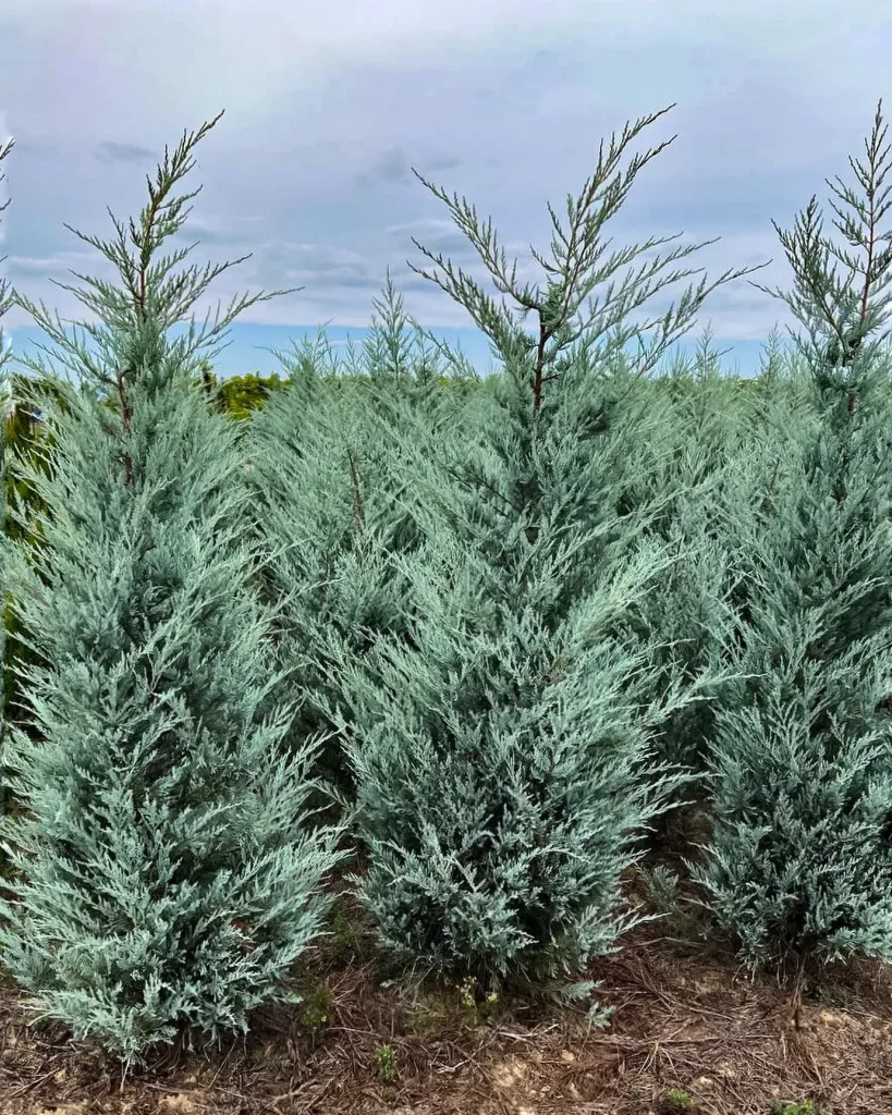 Juniperus Moonglow