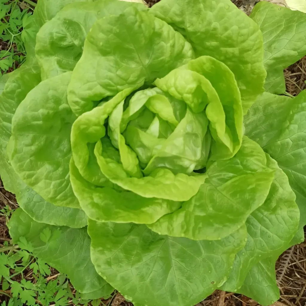 Lactuca Sativa