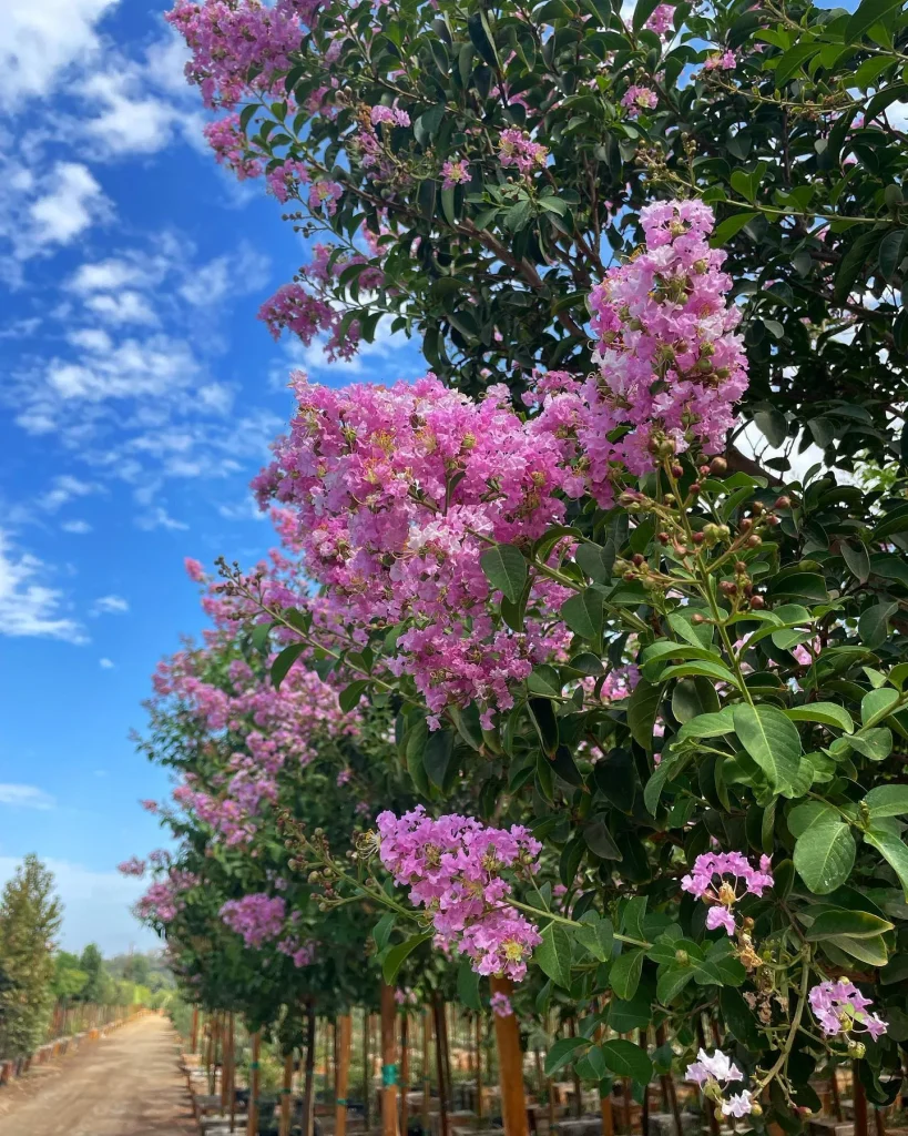 Lagerstroemia Muskogee