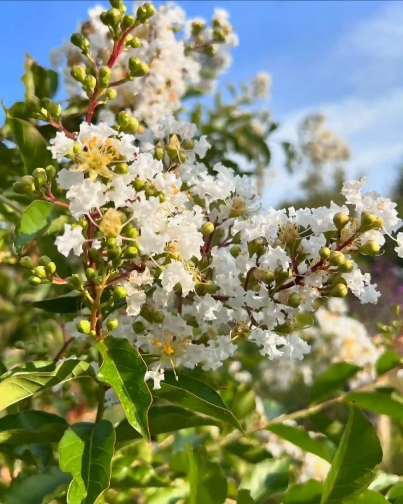 Lagerstroemia Natchez