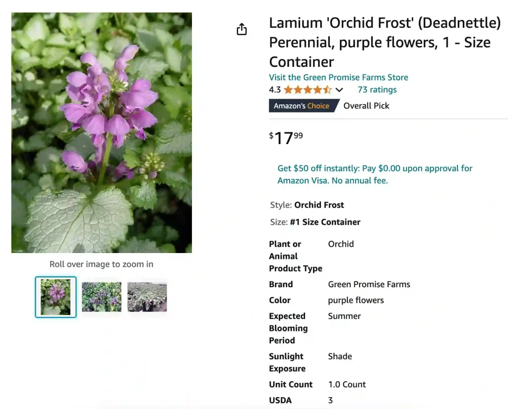 Lamium Orchid Frost | Monsteraholic