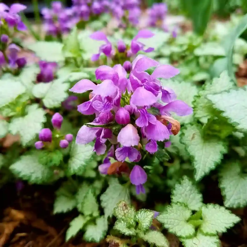 Lamium Orchid Frost