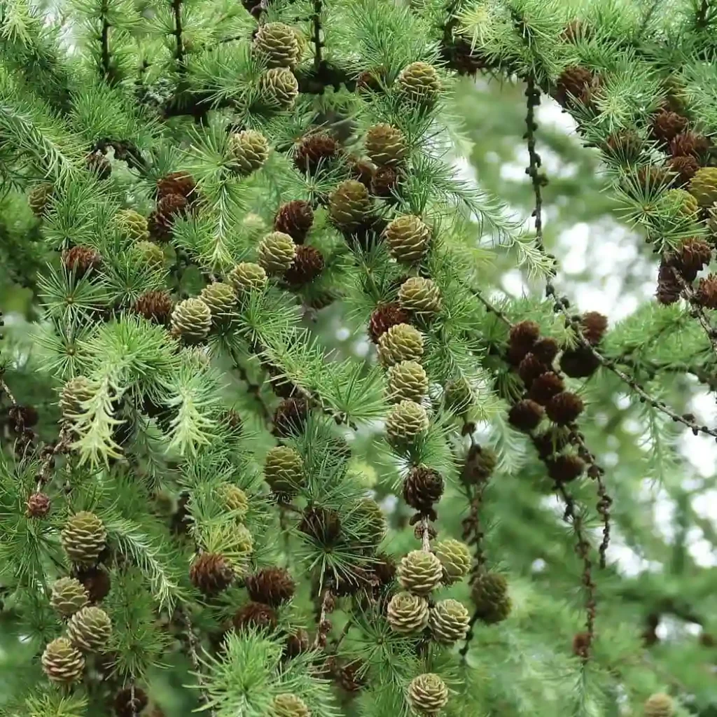 Larix Kaempferi