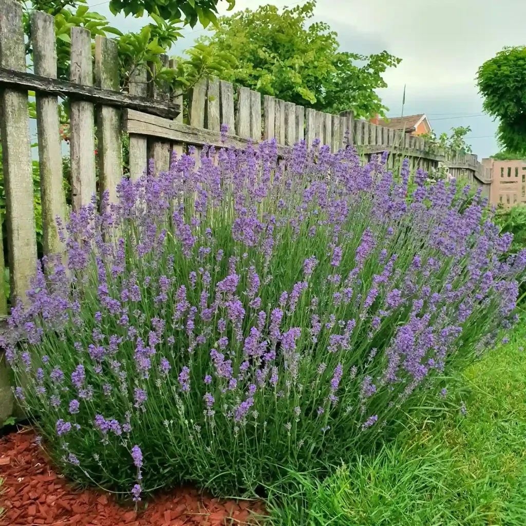 Lavandula Munstead