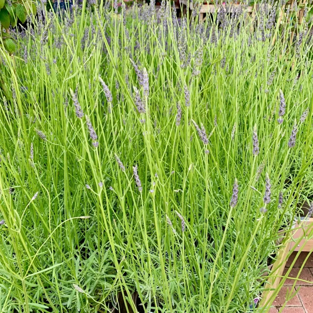 Lavandula Phenomenal