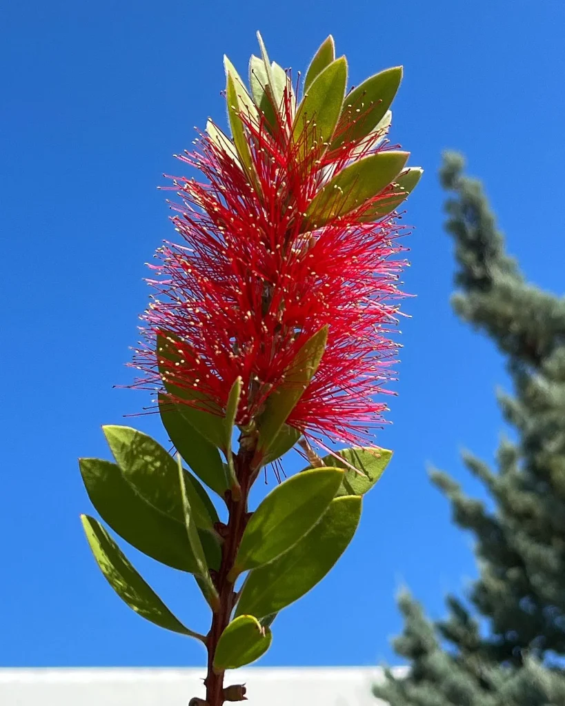 Callistemon Citrinus