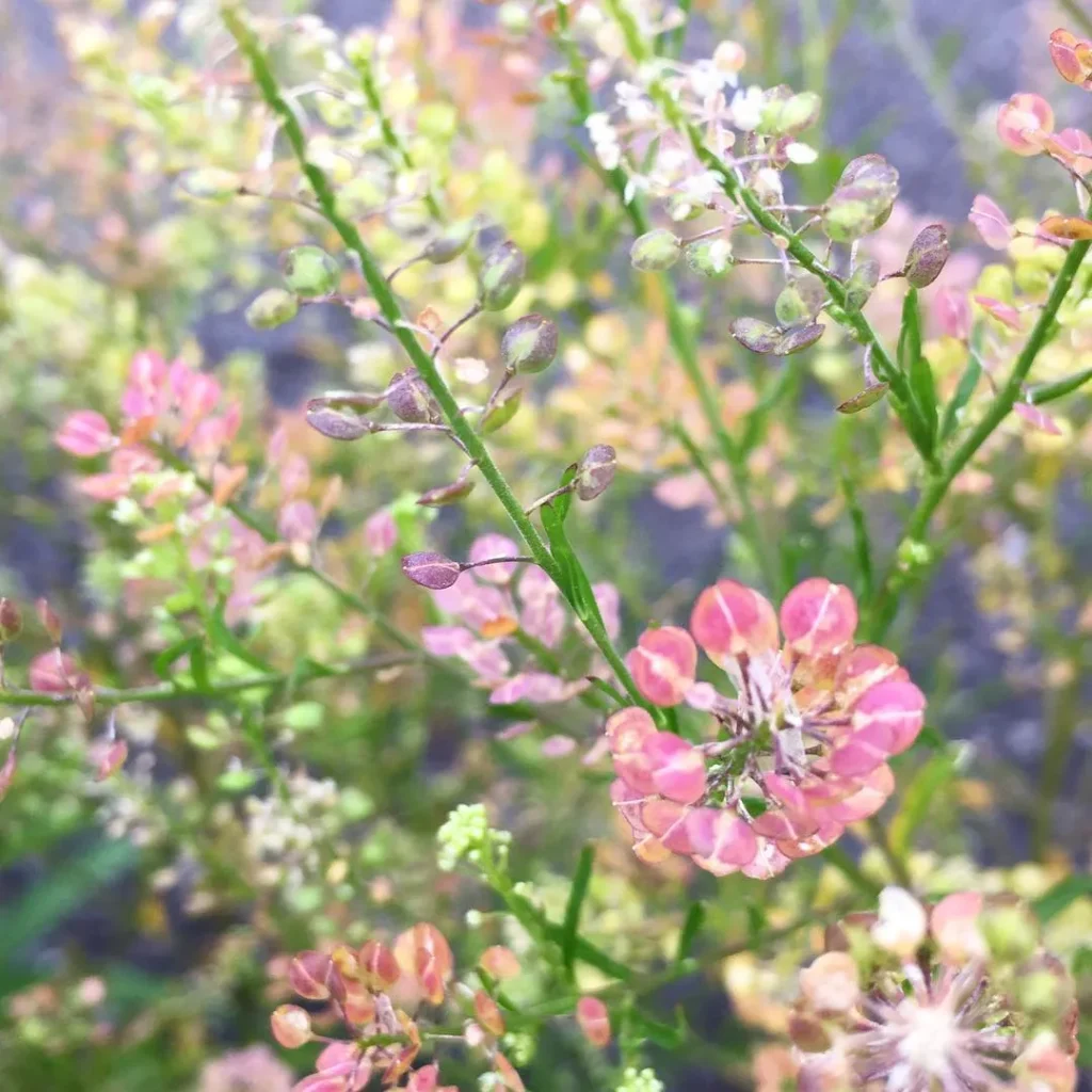 Lepidium Virginicum