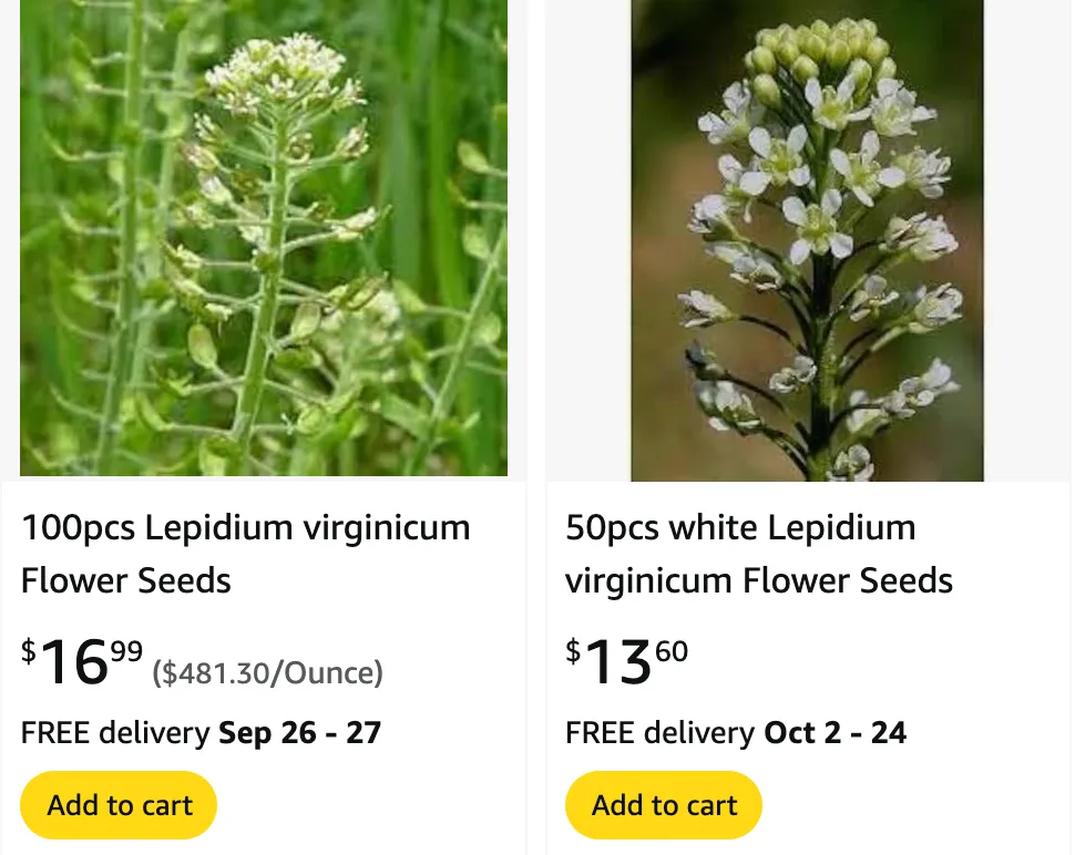 Lepidium Virginicum | Monsteraholic