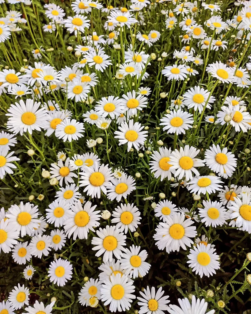 Leucanthemum Vulgare