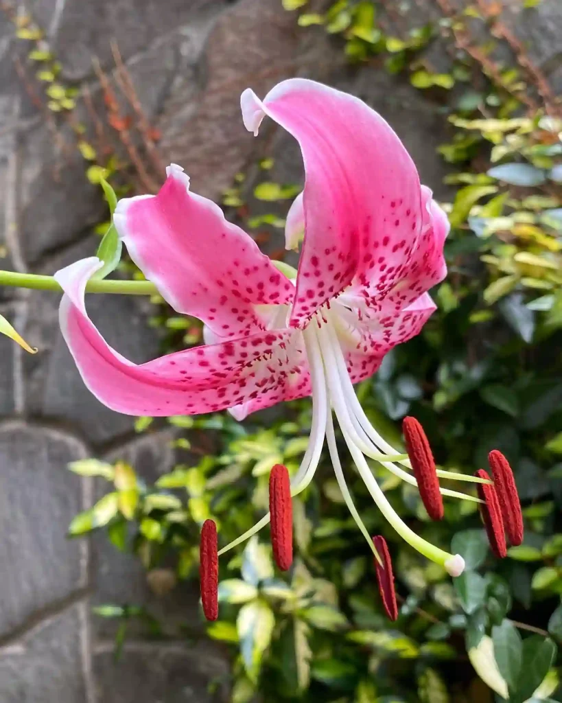 Lilium Speciosum