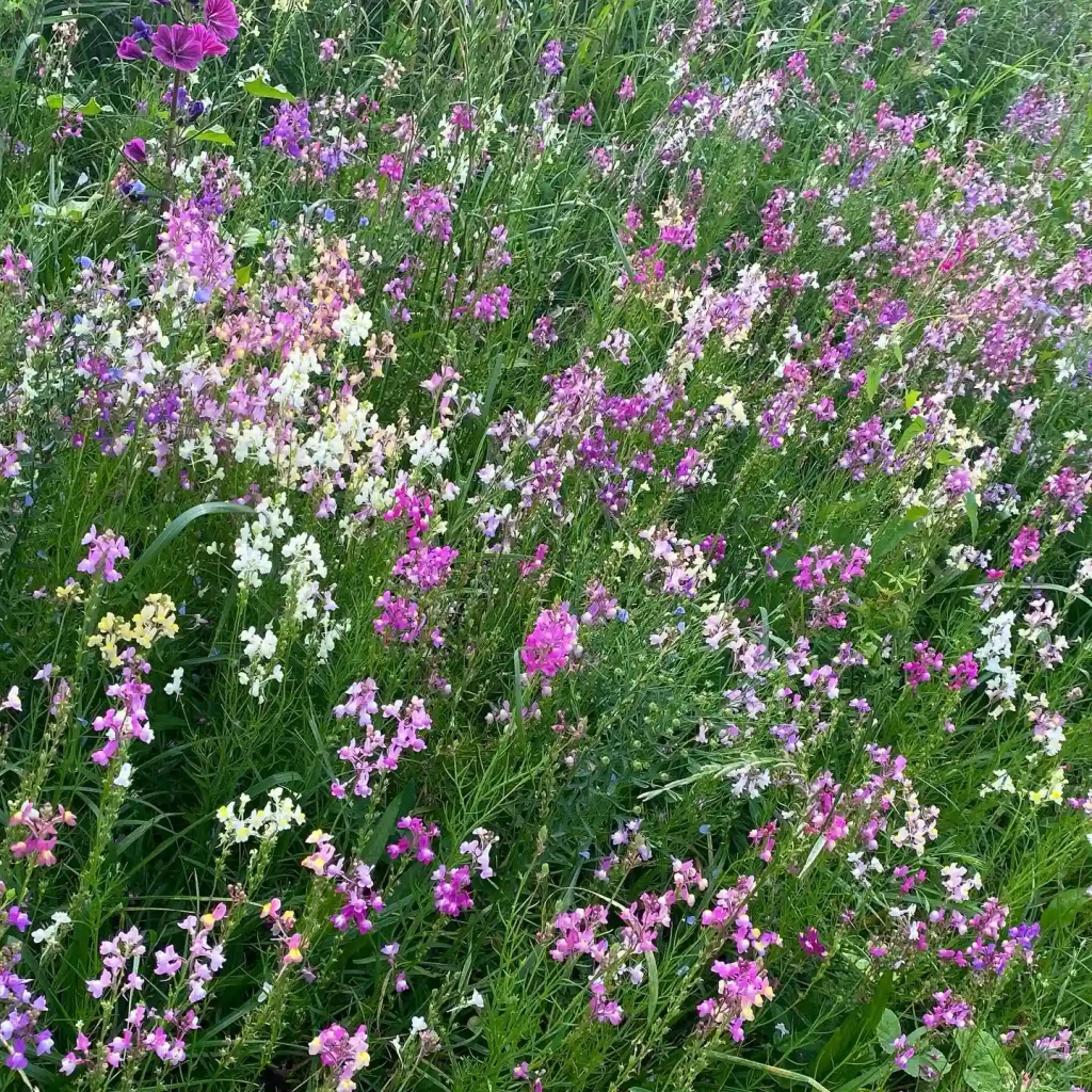 Linaria Maroccana