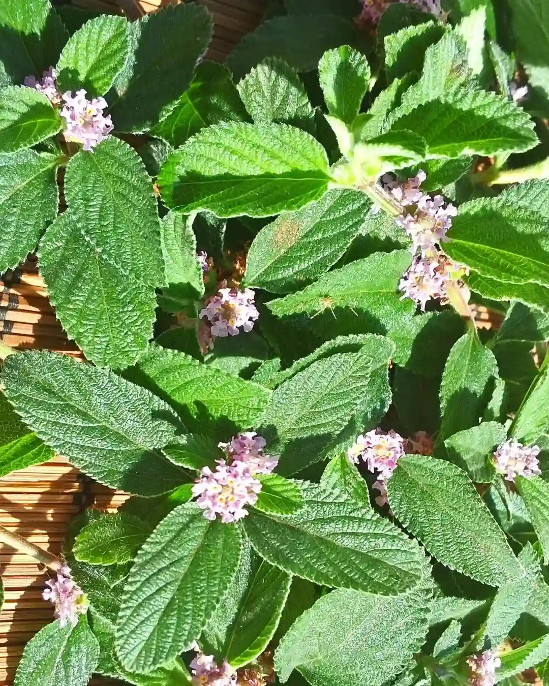 Plant FAQs: Lippia Alba