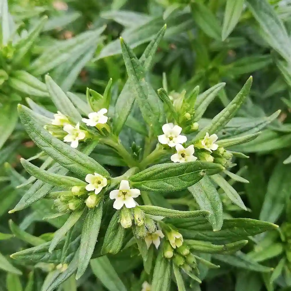 Lithospermum Officinale