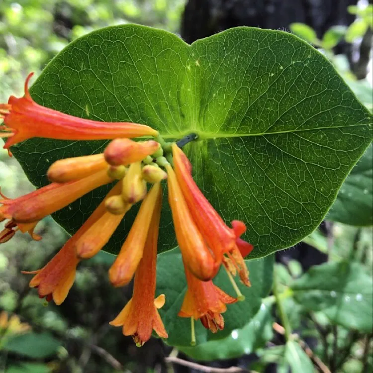 Lonicera Ciliosa