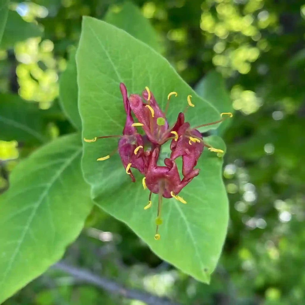 Lonicera Dioica