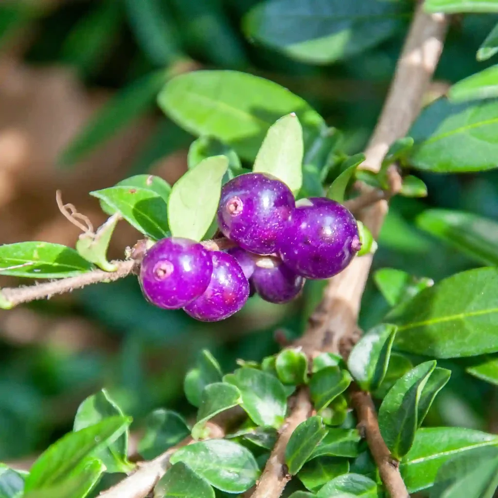 Lonicera Pileata