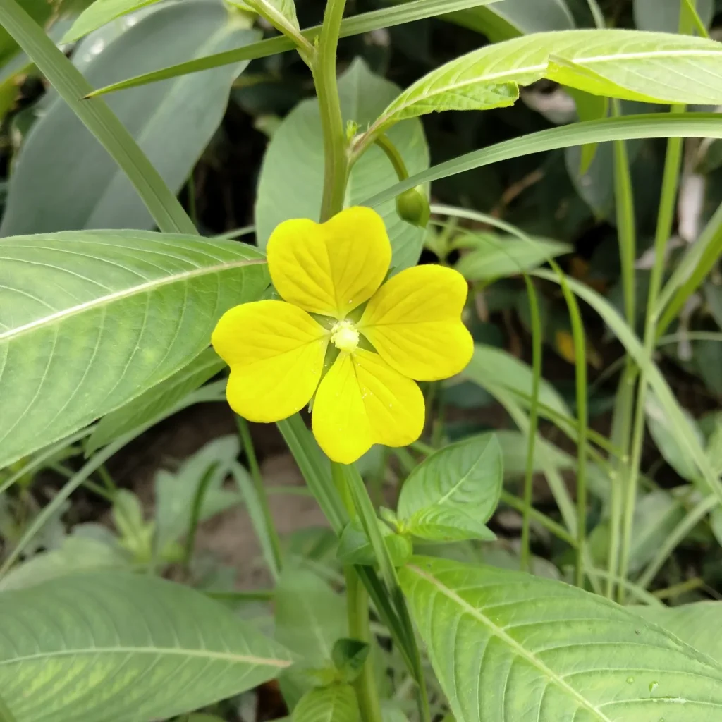 Ludwigia Octovalvis