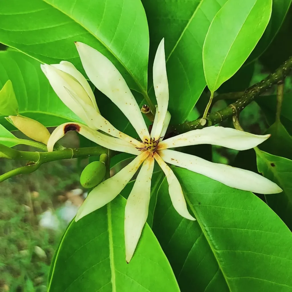 Magnolia Alba