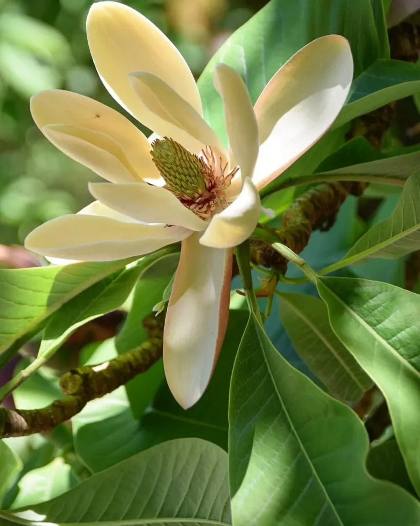 Magnolia Officinalis