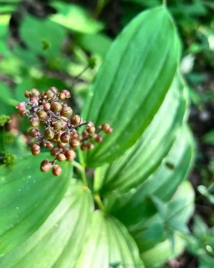 Maianthemum Stellatum