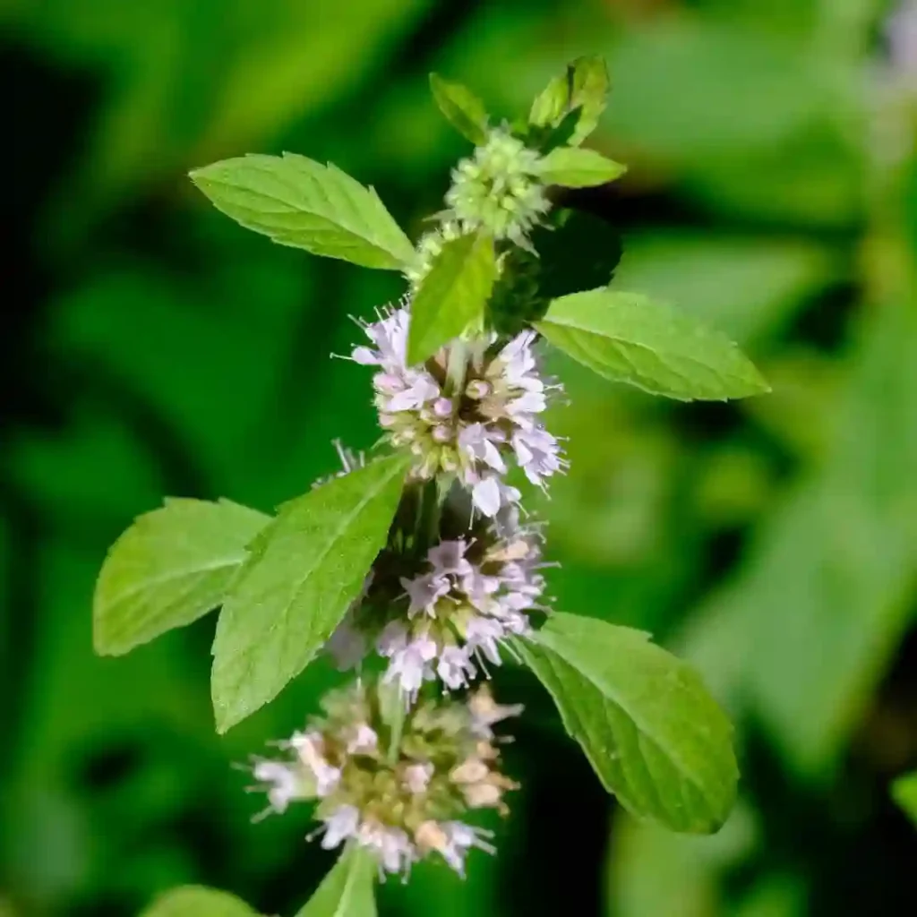 Mentha Canadensis